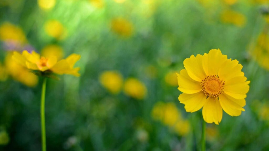 Elegant Yellow Flower Wallpaper on Soft Green Background