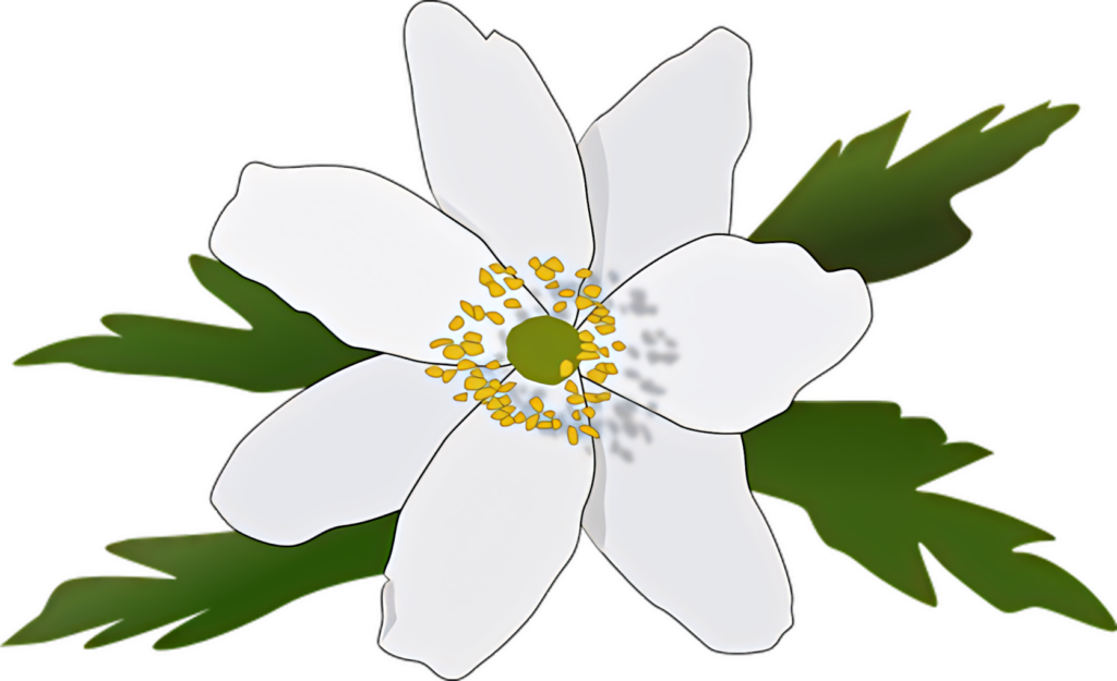 Elegant White Anemone Flower Vector Wallpaper with Green Leaves