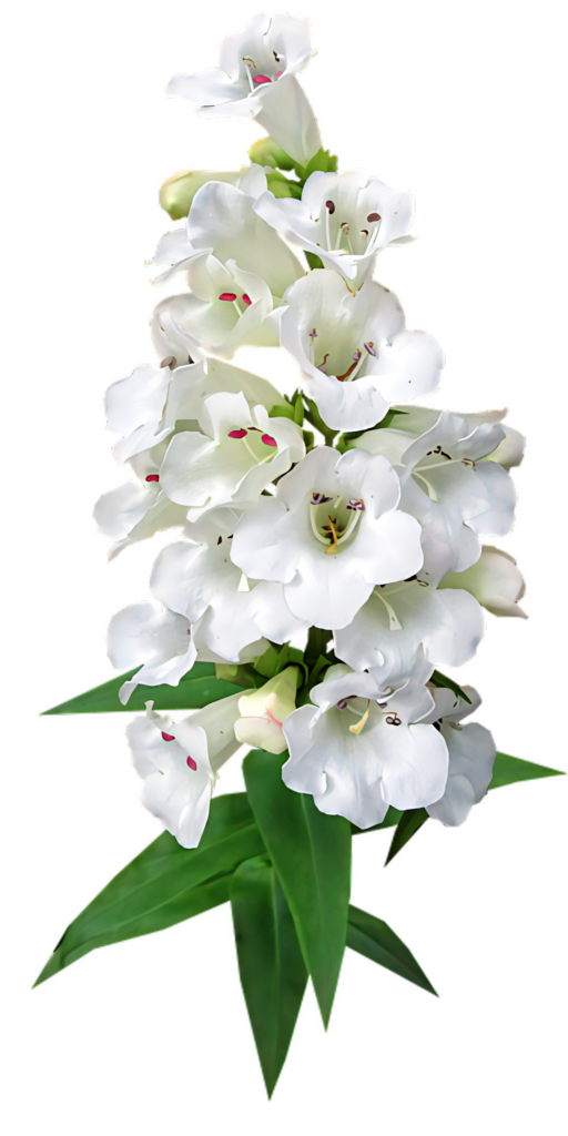 Delicate White Bellflowers Wallpaper on Transparent Background