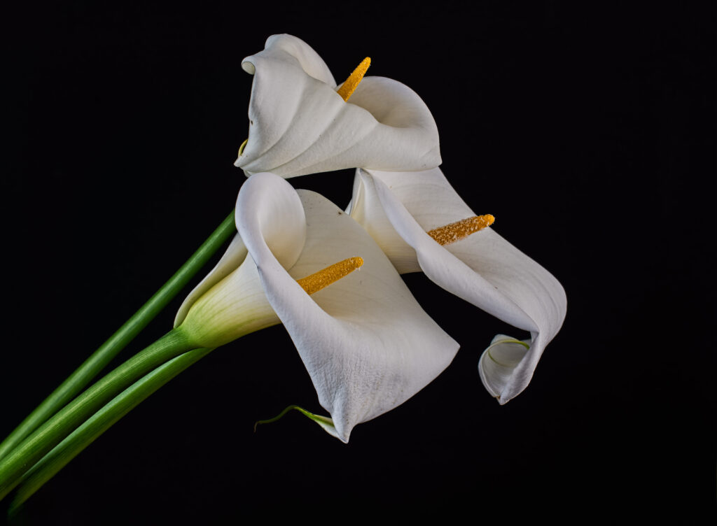 Elegant White Calla Lilies on Dark Background – Delicate Floral Wallpaper