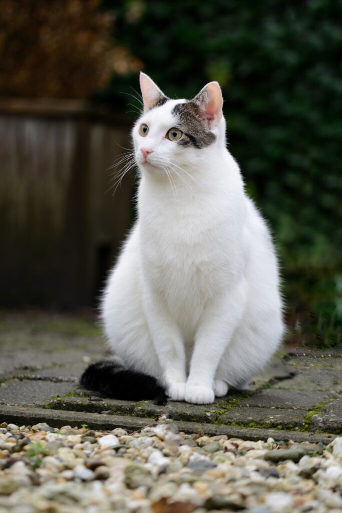 Elegant Cat on Stone Path: Serene High-Res Wallpaper for Animal Lovers