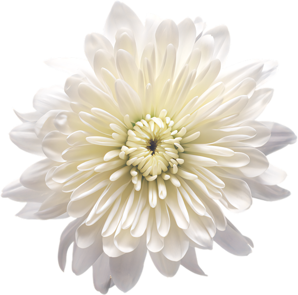 White Chrysanthemum Wallpaper on Transparent Background for Design