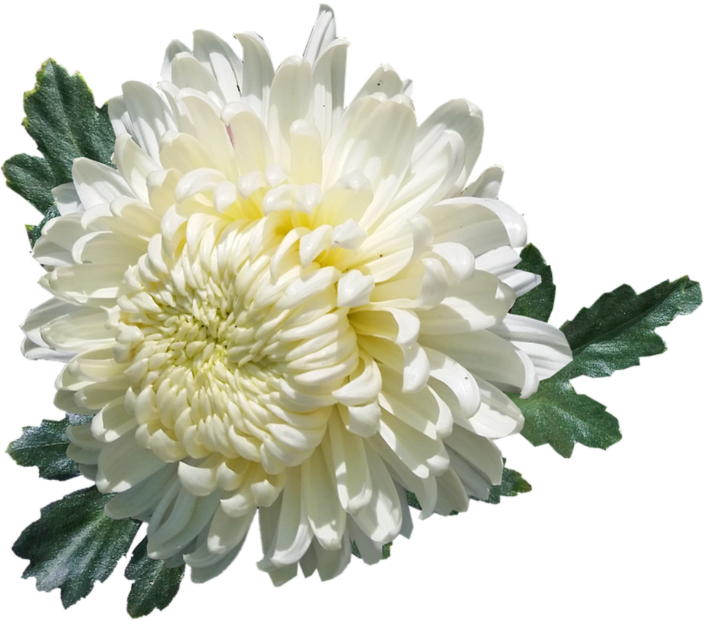 Stunning White Chrysanthemum Wallpaper on Transparent Background