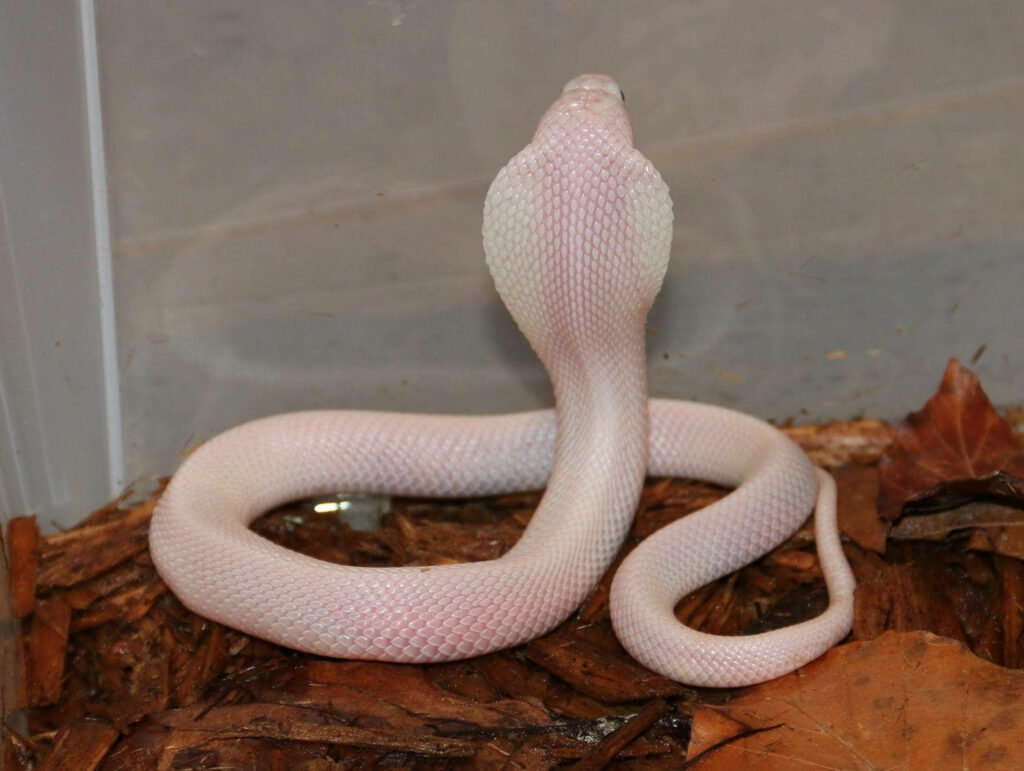 Elegant White Cobra Wallpaper: Minimalist Design on Dry Leaves Background