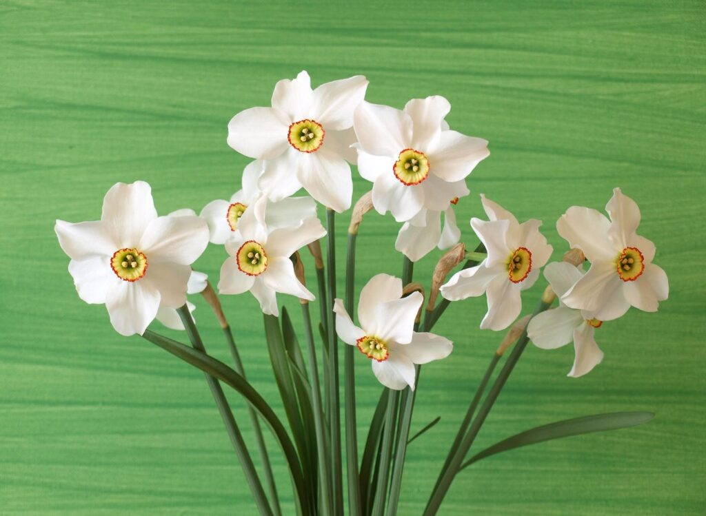 Vibrant Daffodil Wallpaper: Fresh Spring Elegance on Green Background
