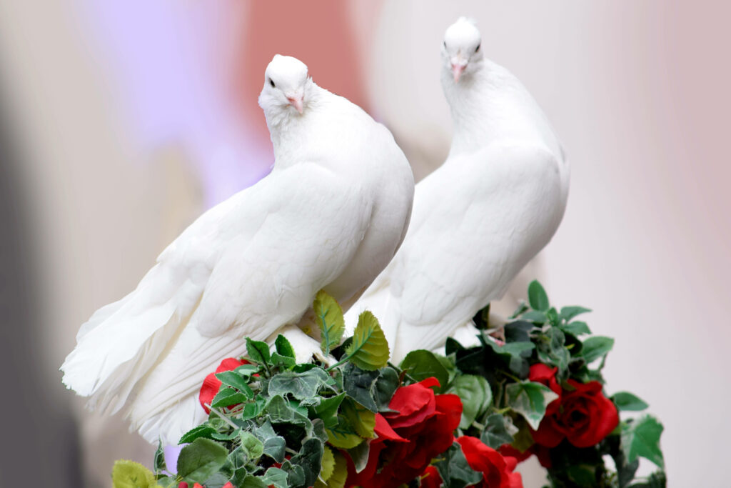 Elegant Doves Among Red Roses: Romantic Wedding Background Wallpaper