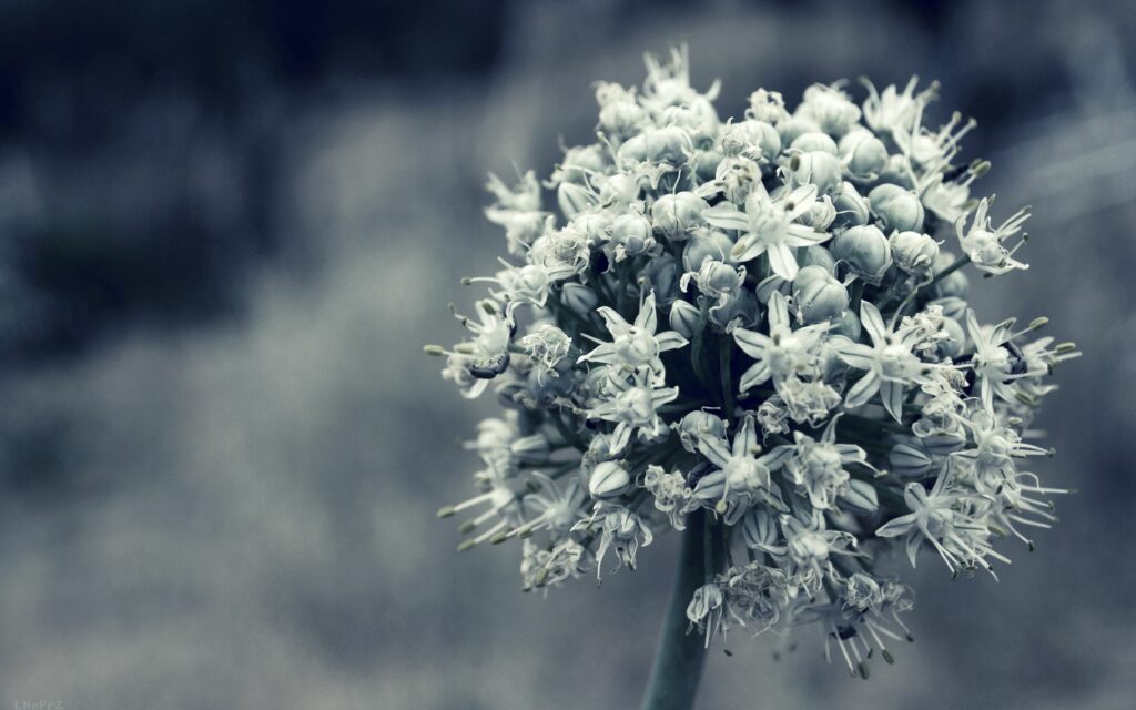Elegant White Flower Cluster Wallpaper - Timeless Floral Design