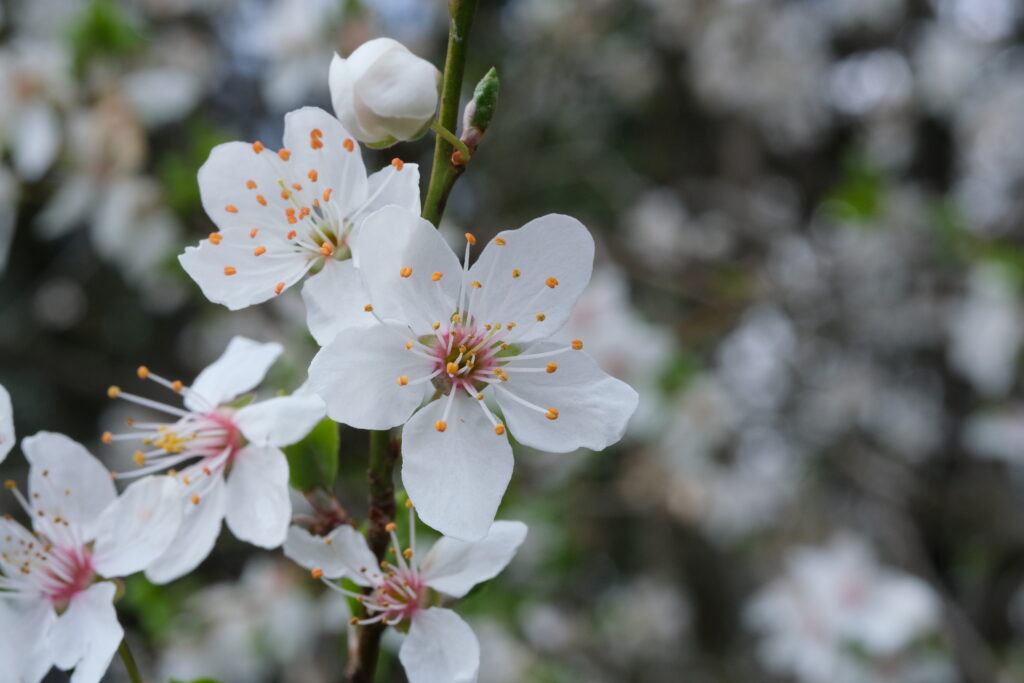 Elegant White Flowers Wallpaper: Serene Spring Nature Background