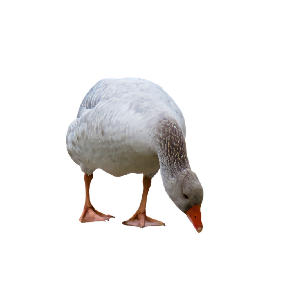 White Goose Wallpaper on Transparent Background for Creative Projects