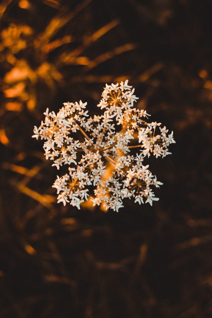 Delicate White Inflorescence Macro Wallpaper on Dark Earthy Background