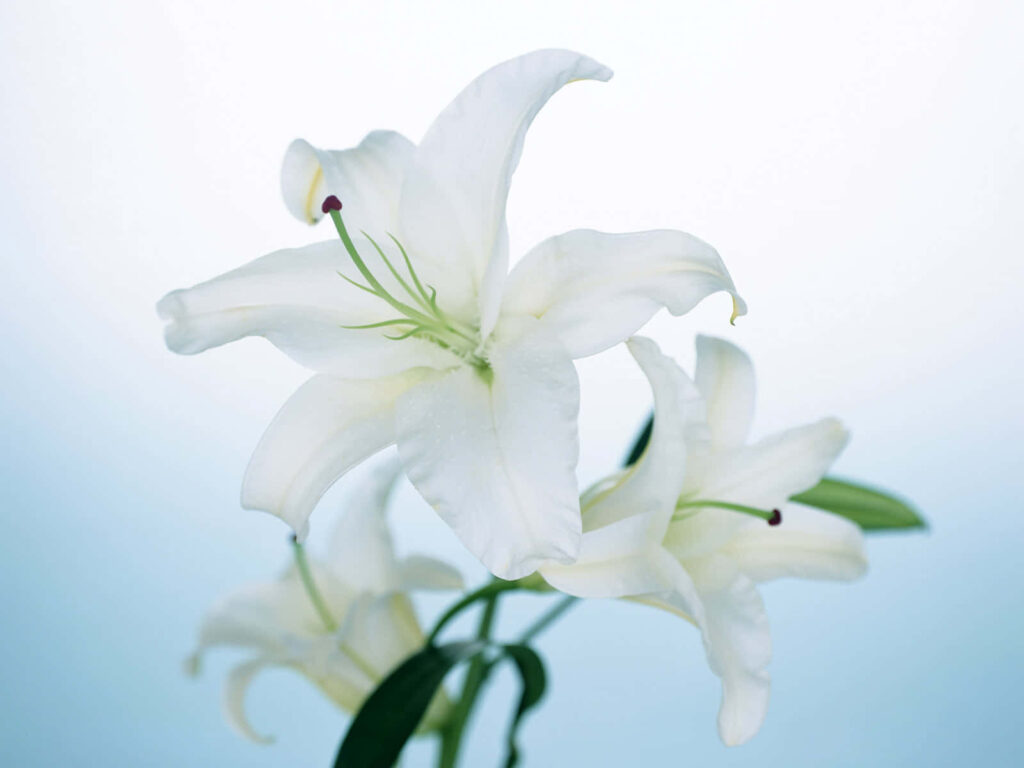 Elegant White Lily Flowers on Soft Gradient Background Wallpaper