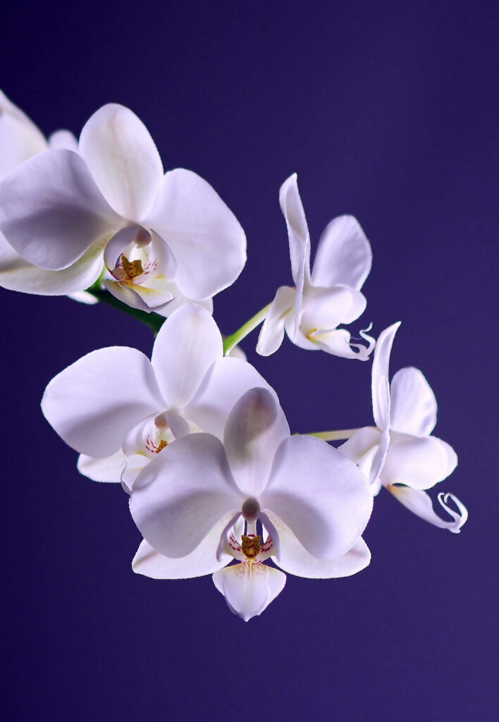 Elegant White Moth Orchids on Deep Purple Android Wallpaper