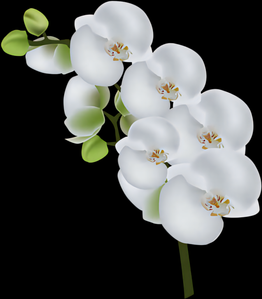 Elegant White Orchids on Dark Background - PNG Wallpaper