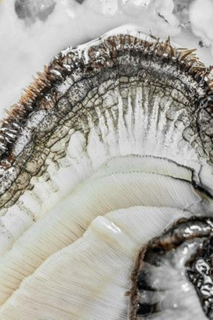 Elegant White Oyster Shell Wallpaper: Textured Natural Beauty