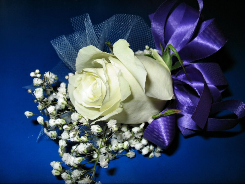 Elegant White Rose & Gypsophila on Vibrant Blue Background Wallpaper