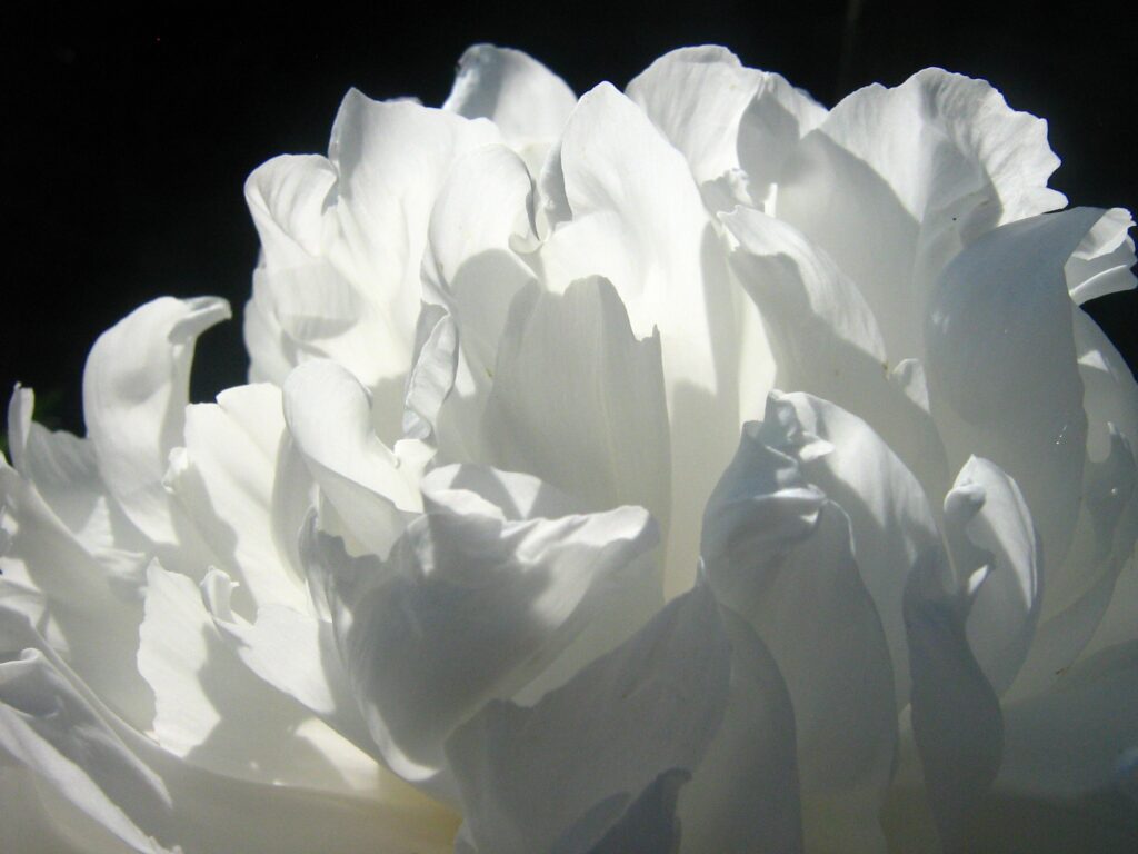 Elegant White Rose Wallpaper: Delicate Petals & Soft Shadows
