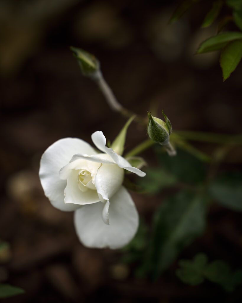 Elegant White Rose Wallpaper: Soft Petals & Serene Background