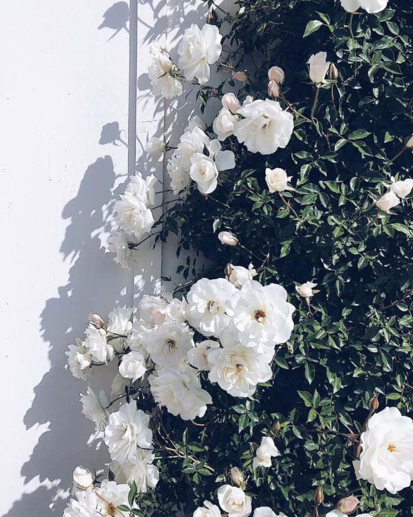 Elegant White Roses on Green Wall: Serene Wallpaper Background