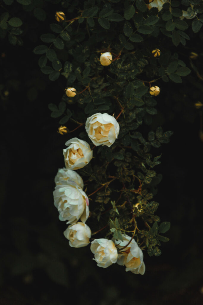 Elegant White Roses on Green Vines - Serene Nature Wallpaper