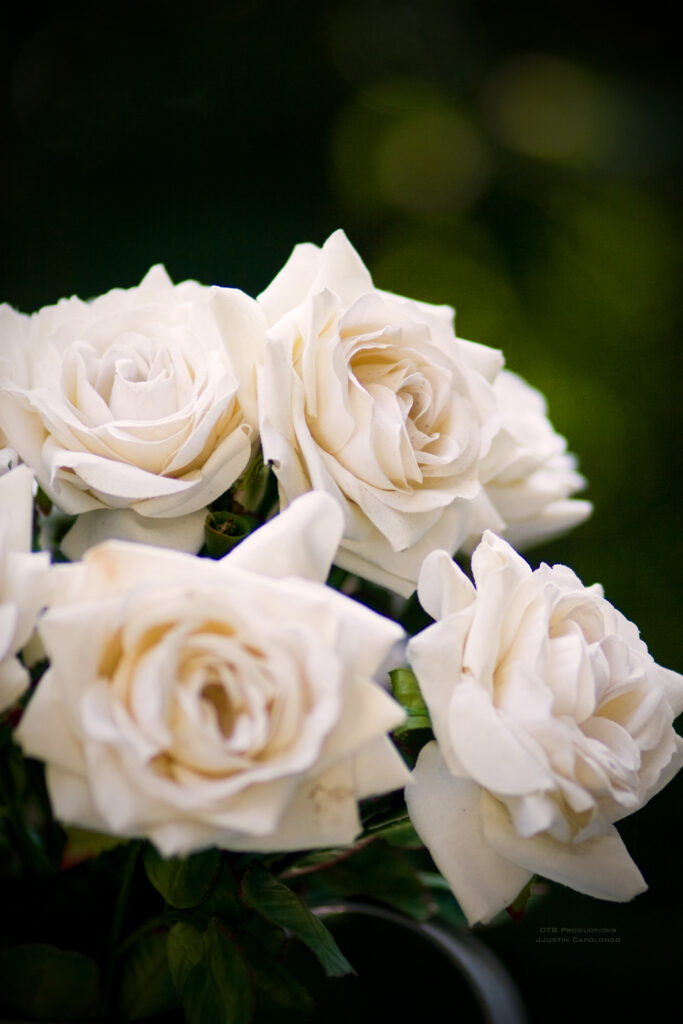 Elegant White Roses Wallpaper with Soft Blur Background