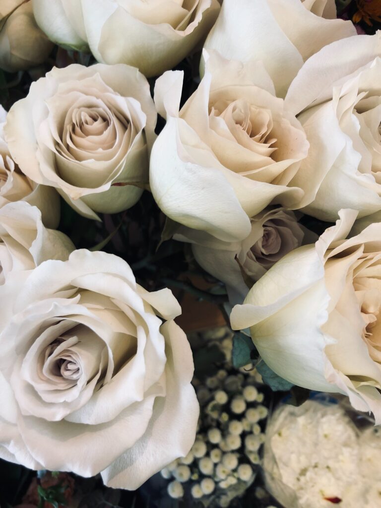 Elegant White Roses in Bloom - Serene Floral Background Wallpaper