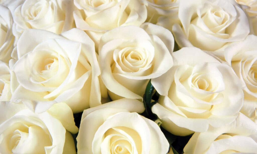 Elegant Close-Up of Fresh White Roses - Serene Floral Background Wallpaper