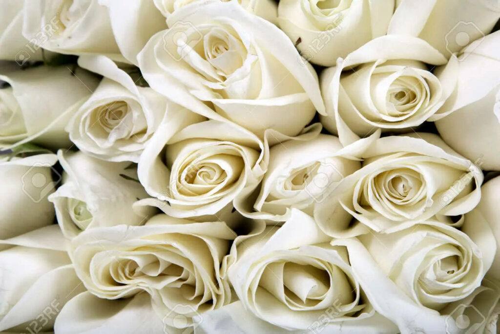 Elegant White Roses Wallpaper: Delicate Petals & Serene Background