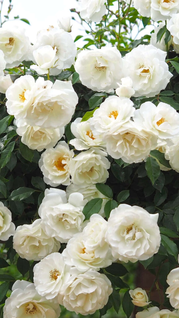 Elegant White Roses Wallpaper: Lush Botanical Green Background