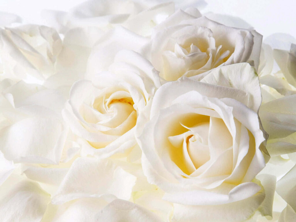 Elegant White Roses Wallpaper: Serene Floral Background for Any Space