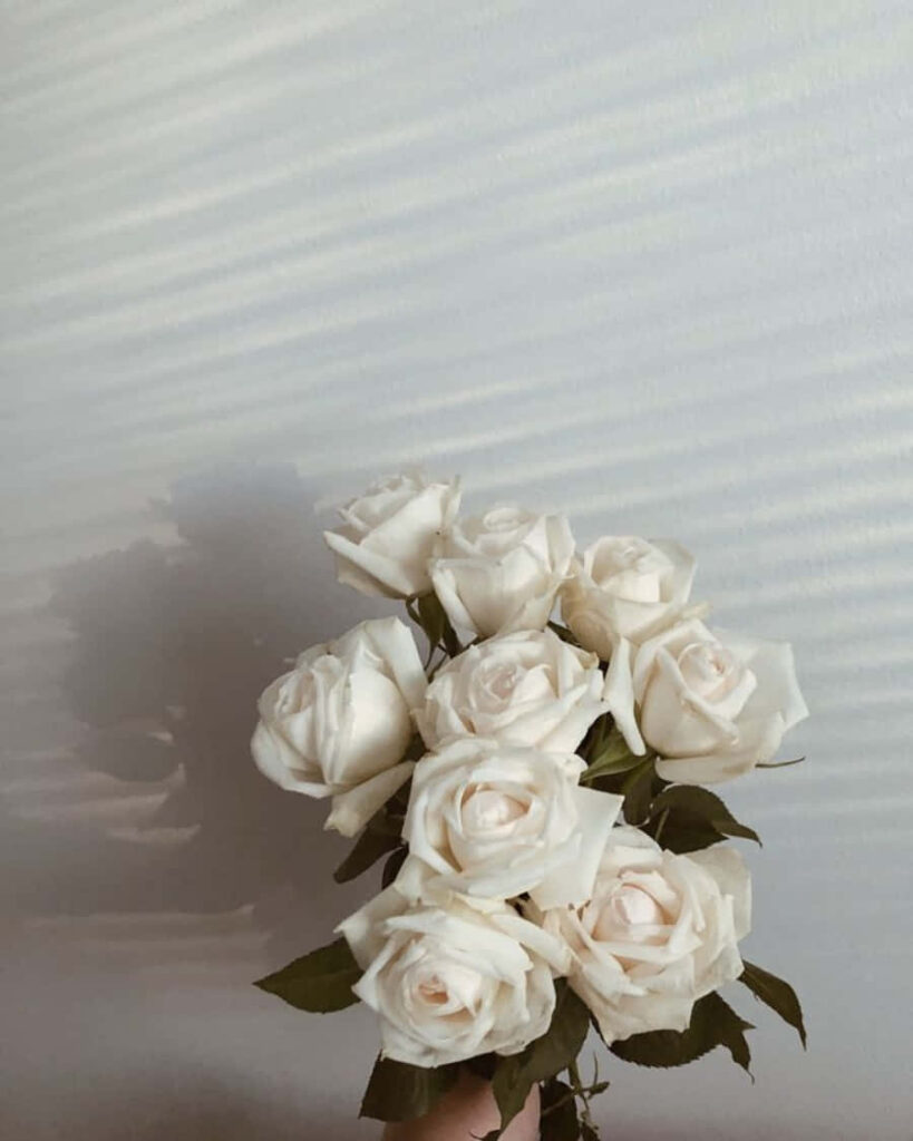 Elegant White Roses Against Soft Wall - Minimalist Background Aesthetic Wallpaper
