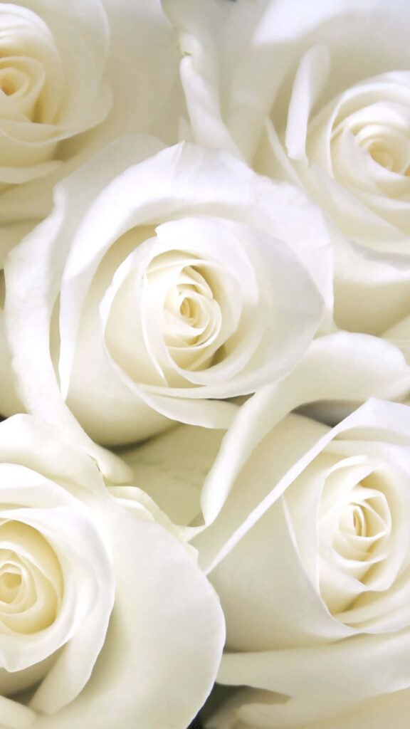 Elegant White Roses Wallpaper: Serene & Simple Aesthetic Background