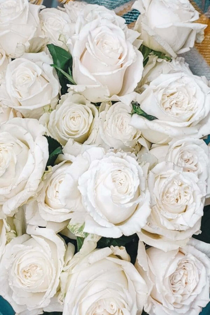 Elegant White Roses Wallpaper: Soft & Serene Floral Background