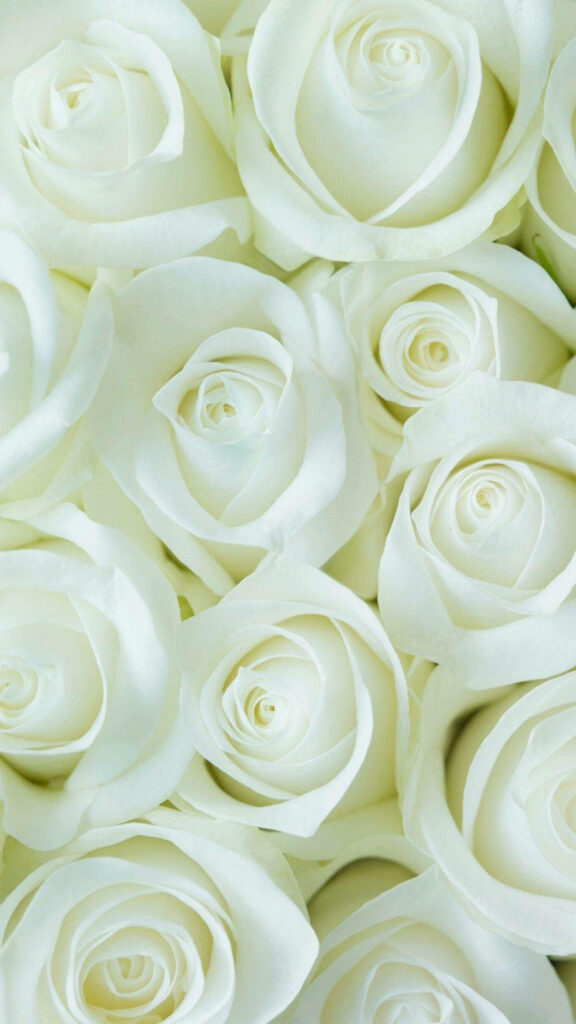 Elegant White Roses Wallpaper: Delicate Petals & Soft Background