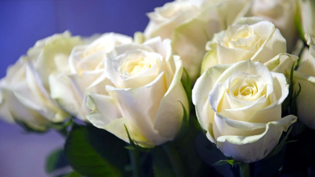 Elegant White Roses Wallpaper for 1440p Display - Serene Background
