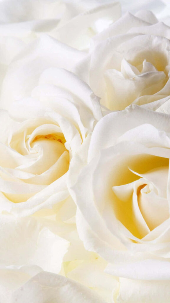 Elegant White Roses Wallpaper: Perfect Sophisticated iPhone Background