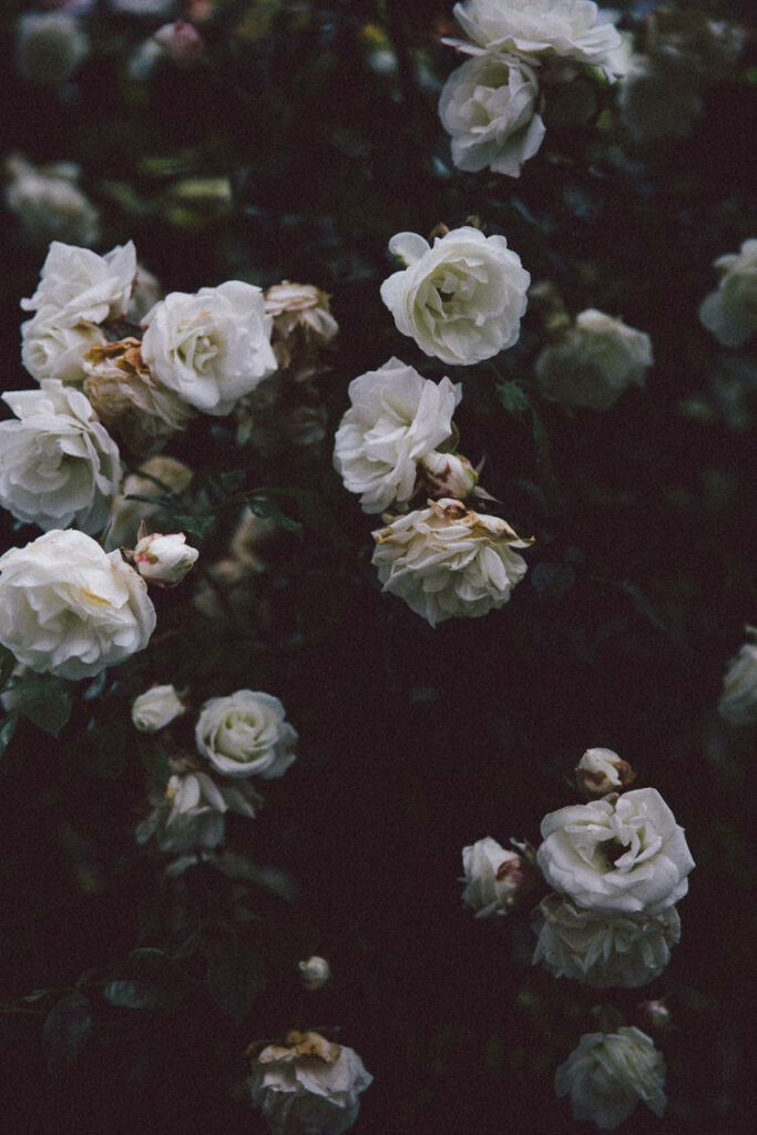 Elegant White Roses Wallpaper on Dark Moody Background - Aesthetic Design