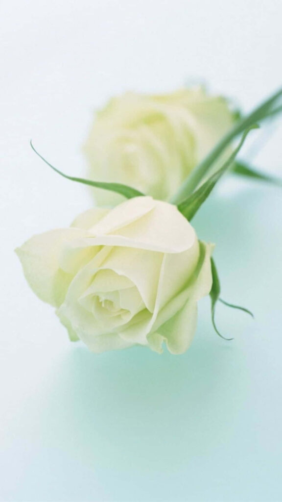 Elegant White Roses Wallpaper: Serene Floral Design Background