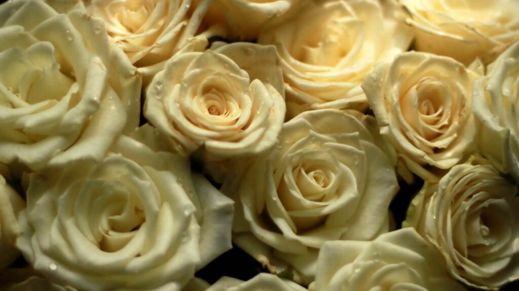 Elegant White Roses Wallpaper with Soft Yellow Hue - Serene Floral Background