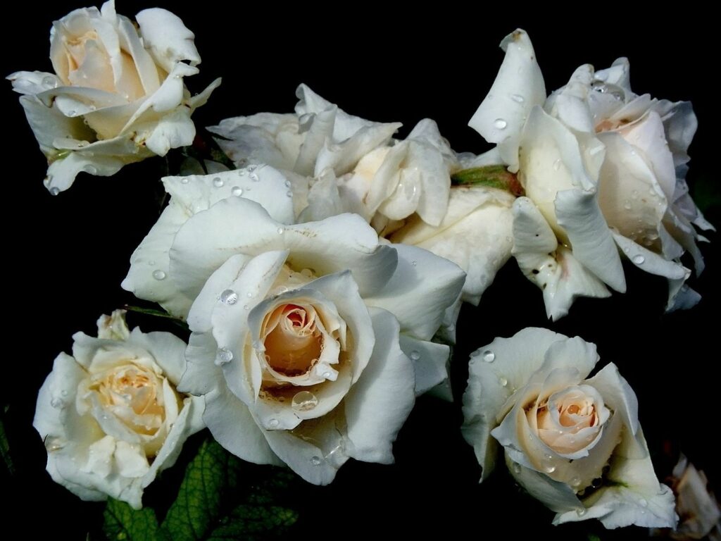 Elegant White Roses with Water Droplets on Dark Background Wallpaper