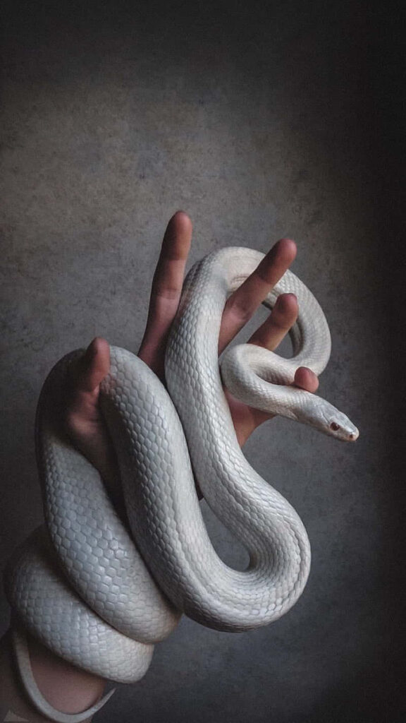 Elegant White Snake Phone Wallpaper - Striking Background Design