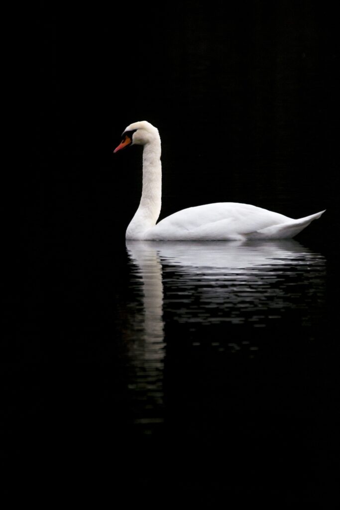 Elegant White Swan Reflection on Dark Lake Wallpaper Background