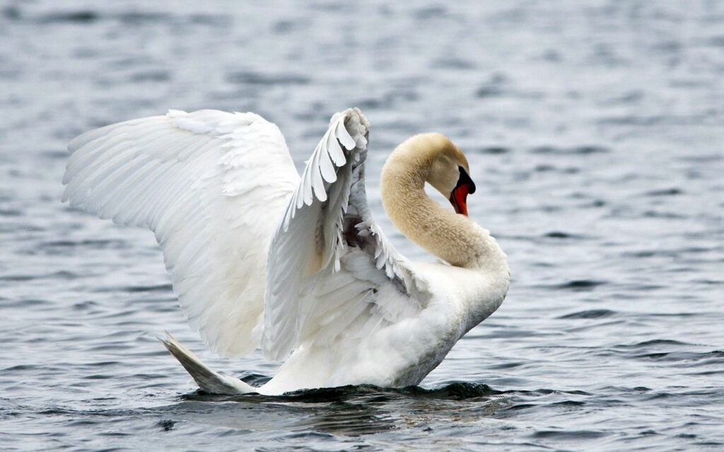 Elegant White Swan Wallpaper: Serene Water Reflections Background