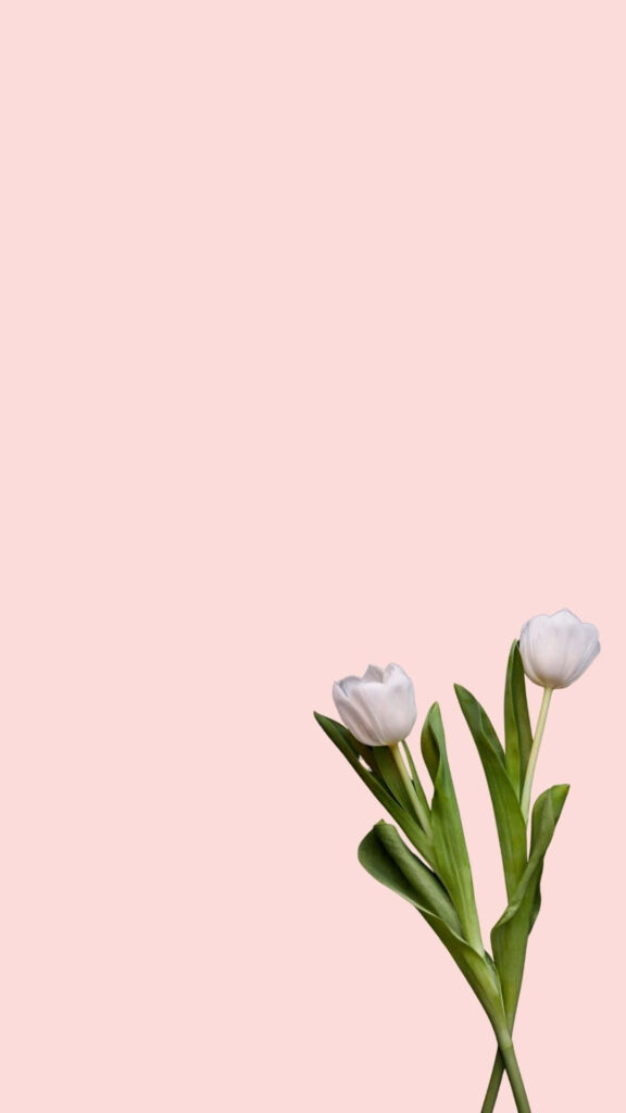 Elegant White Tulips on Soft Pink Background - Minimalist Wallpaper