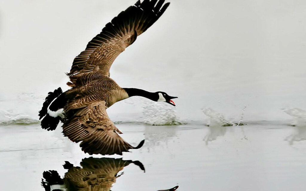 Wild Goose in Flight Wallpaper - Nature's Elegance & Freedom