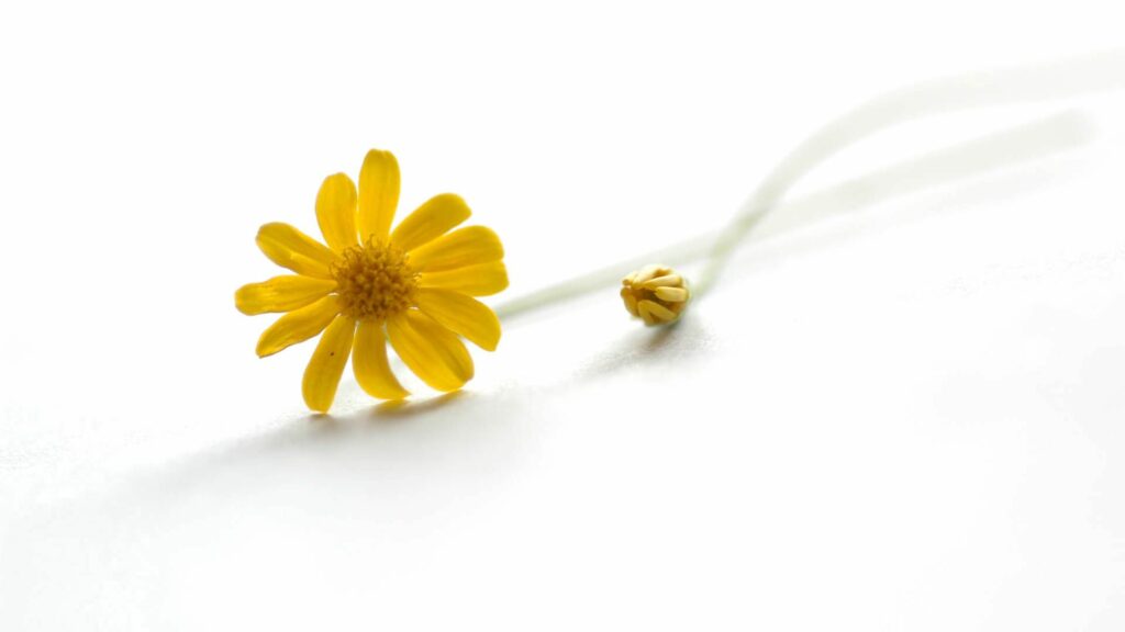Minimalist Yellow Flower Wallpaper on Soft White Background