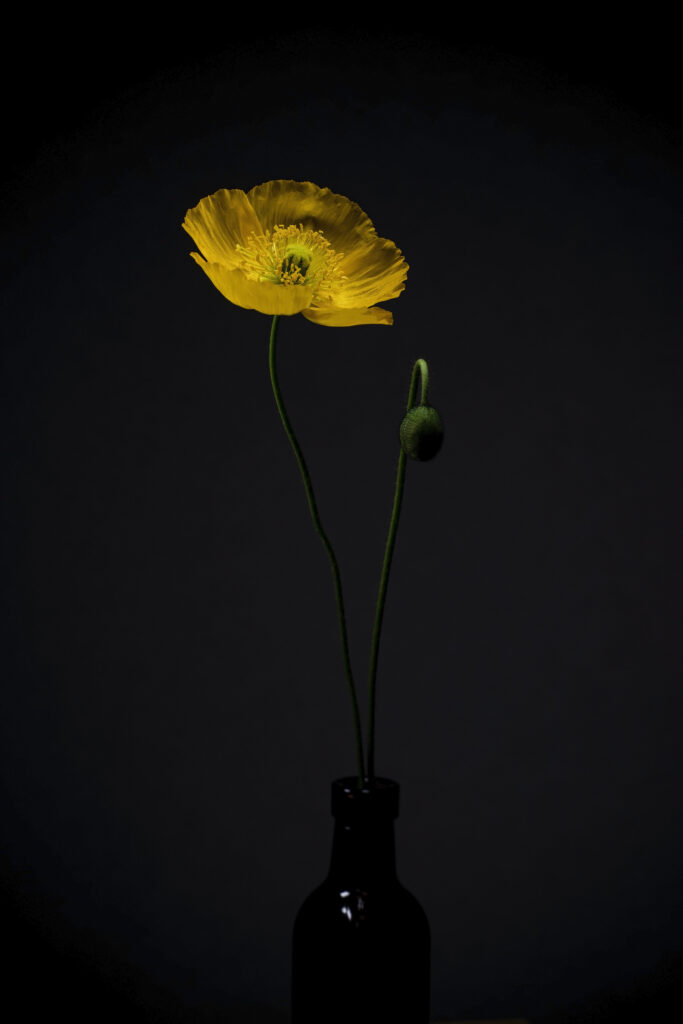 Elegant Yellow Flower Wallpaper on Dark Minimalist Background