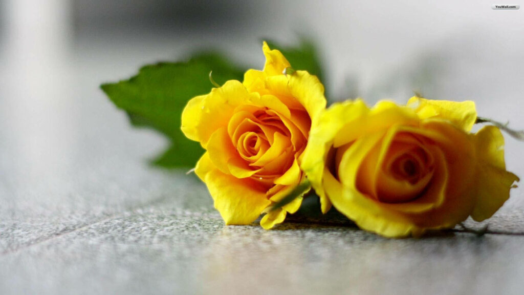 Elegant Yellow Roses on Gray Background - Stunning Floral Wallpaper