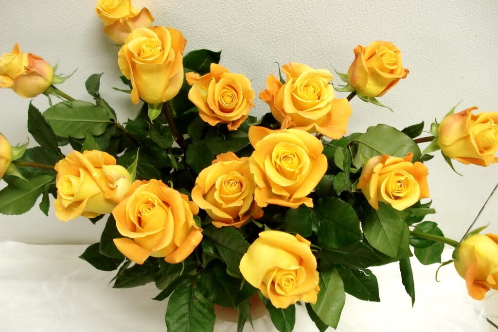 Elegant Yellow Roses Wallpaper - Vibrant 1920x1280 Floral Background