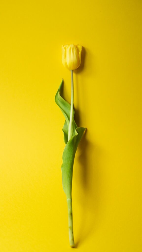 Elegant Minimalist Wallpaper: Single Yellow Tulip on Yellow Background