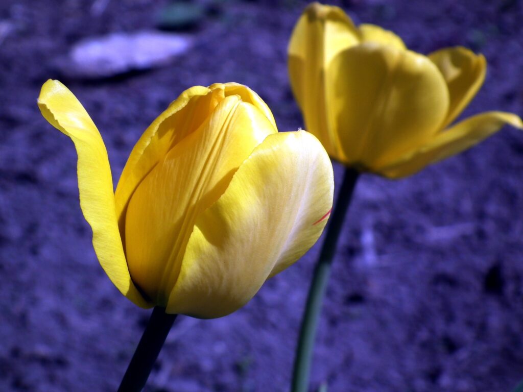 Vibrant Yellow Tulips with Buds: Elegant Floral Wallpaper Background